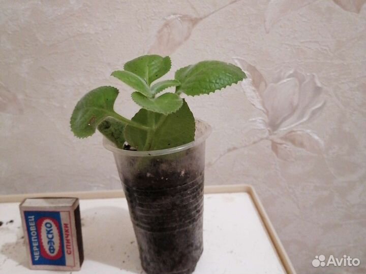 Плектрантусы, хамедорея, финиковая пальма