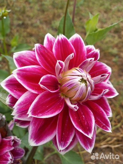 Георгины клубни