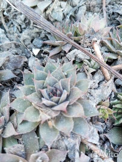 Молодило каменная роза