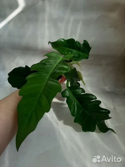 Филодендрон нарроу эскейп и голден крокодил