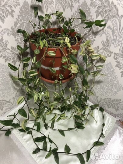 Традесканции: Дисколор, Желтая гора и др