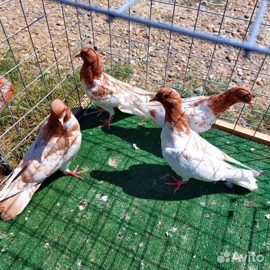 Продам голубей