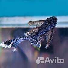 Анциструс обычный 4-5 см