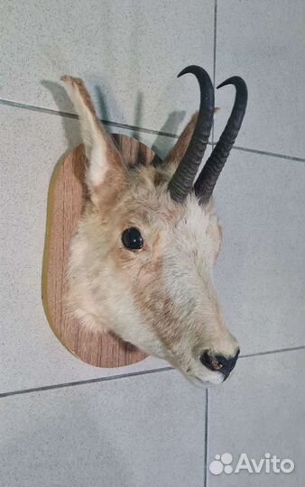 Чучело серны