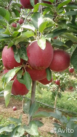 Яблоки жаромин 4т