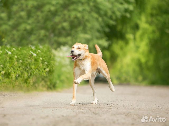 Ваш пёс у нас