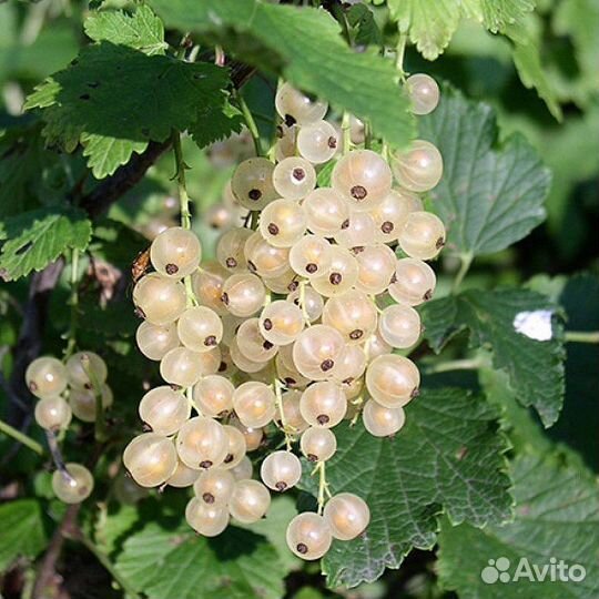 Смородина белая и чёрная