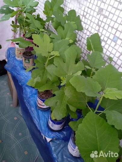 Рассада Инжира