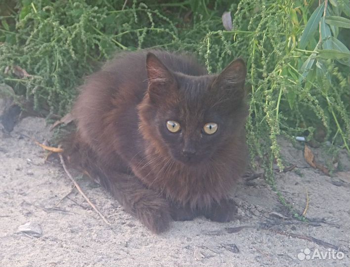 Котенок Рада