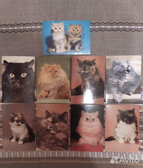 Открытки кошки собаки