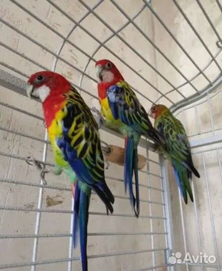 Попугай розелла птенцы