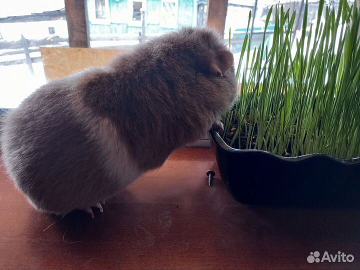 Морская свинка американский тедди