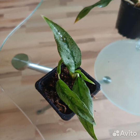 Аглаонемв Матча