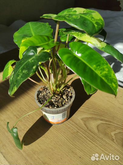 Филодендрон бурле макс вариегатный