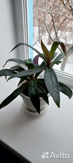 Традесканция белая