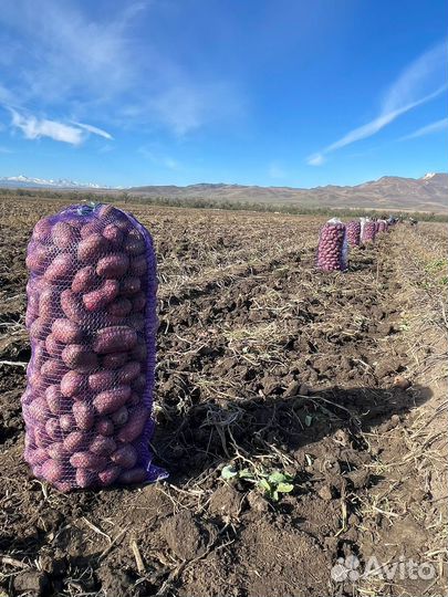 Картофель крупный