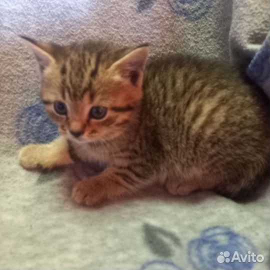 Британская