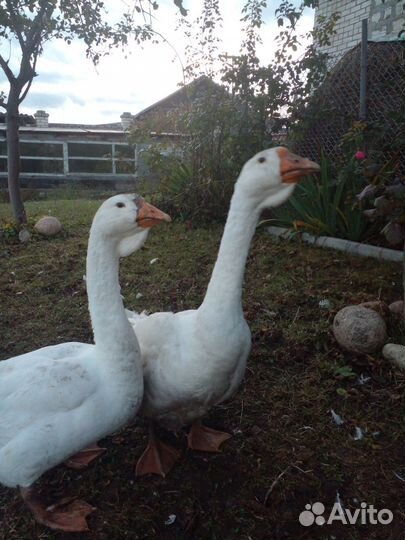 Гуси холмогоры и яицо для инкубации гусиные