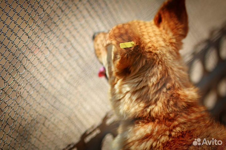 Роби в добрые руки