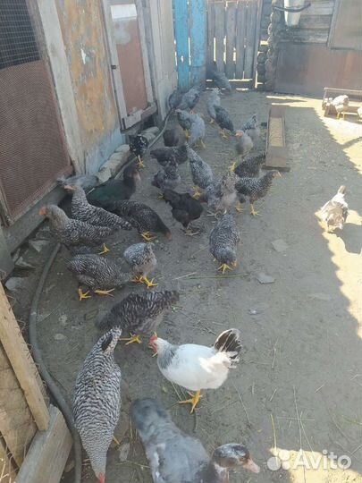 Куры молодки