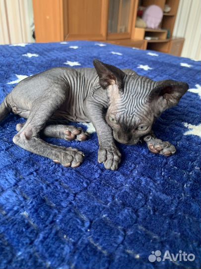 Канадский сфинкс