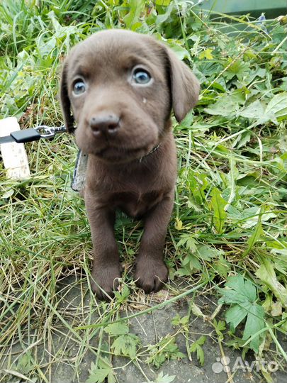 Лабрадор ретривер