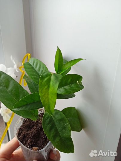 Хойя мультифлора