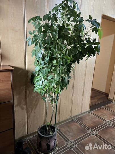 Шефлера 160см