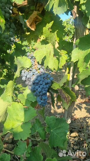 Саперави виноград технический