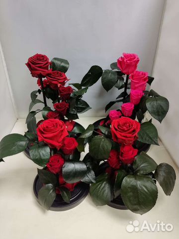 Цветы оптом