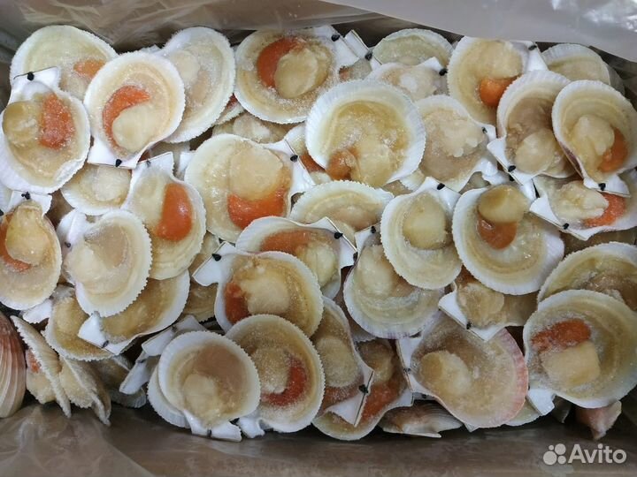 Морской гребешок на створке