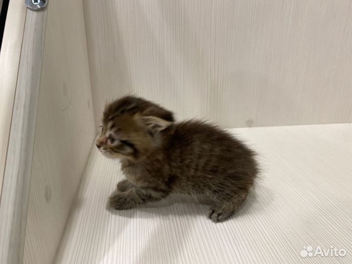 Отдам котика в добрые руки