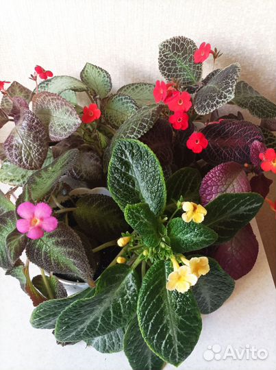 Эписция, 15 сортов