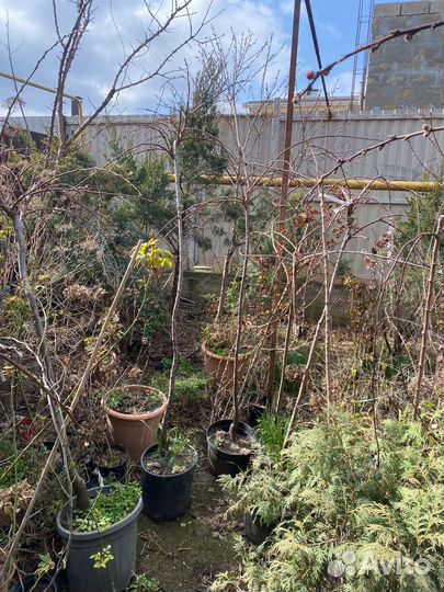 Растения на штамбе