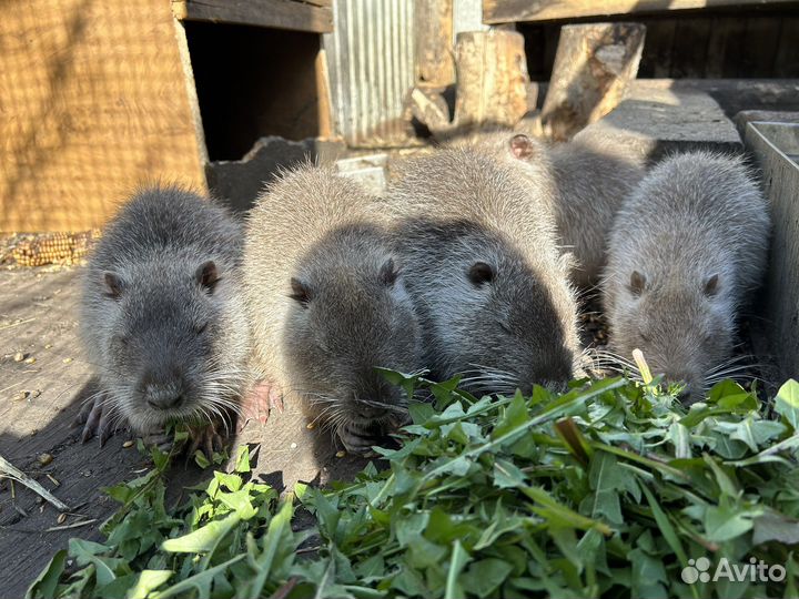 Продам нутрий
