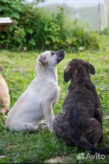 Хлоя, Белка и Тигран, 3 месяца. В добрые руки )