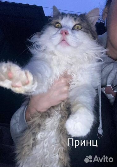 Красивые котики и кошечки ищут дом