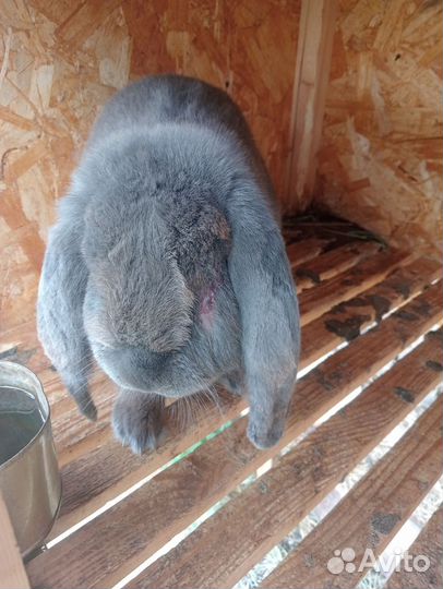 Кролики породы французский баран