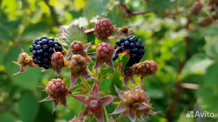 Саженцы малины и желтой сливы