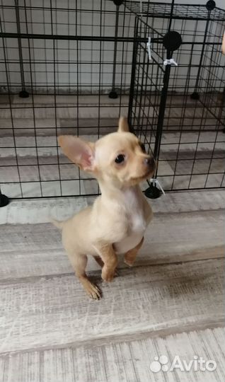 Щенки чихуахуа