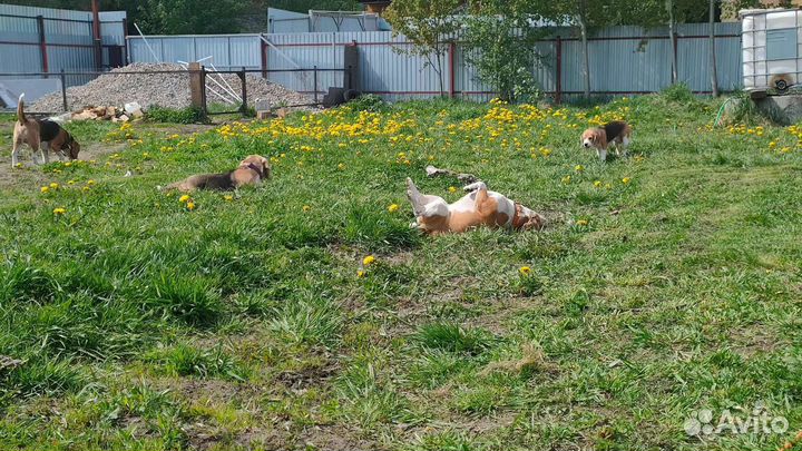 Передержка (зоо-гостиница) для биглей