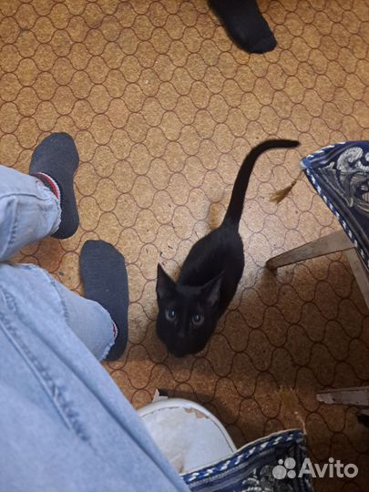Отдам кота в добрые руки