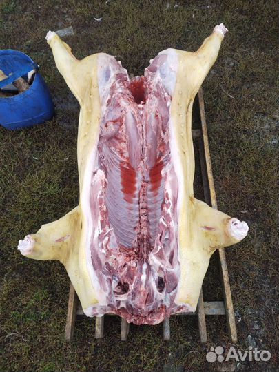 Закупаю мясо свинину, говядину