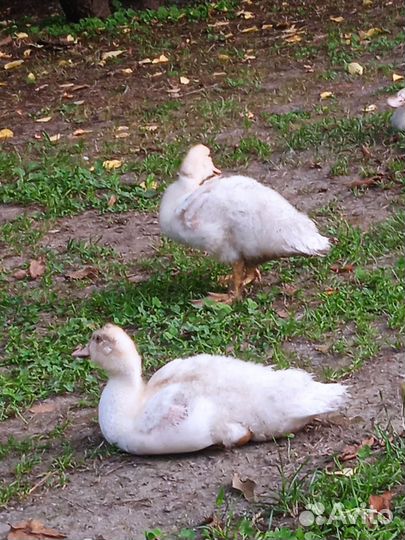 Индоутята подрощенные