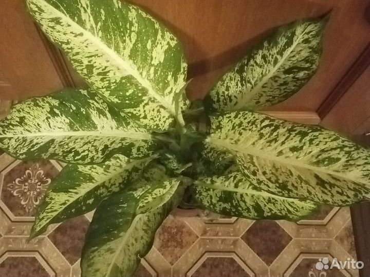 Гранат, диффенбахии,маранта,бегония