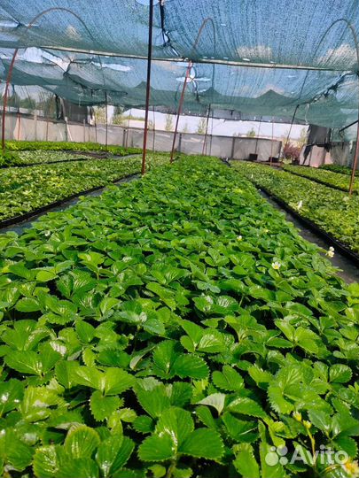 Рассада клубники оптом