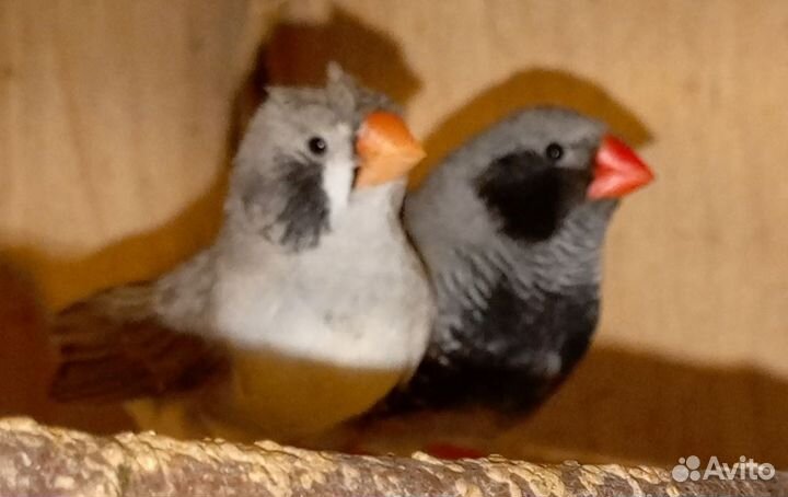 Зебровые амадины пара