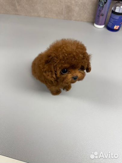 Пудель микро из Кореи