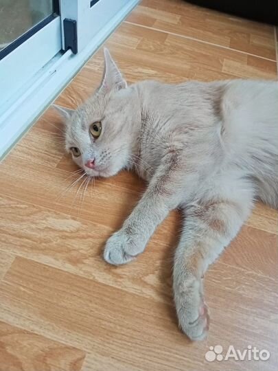 Котик Персик