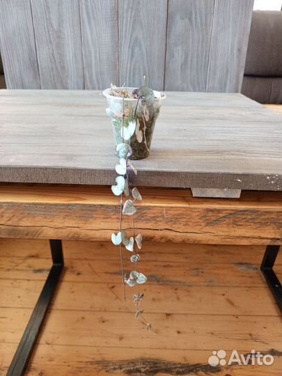 Циропегия, сциндапсус, филодендрон, хлорофитум